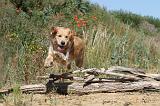 GOLDEN RETRIEVER 239